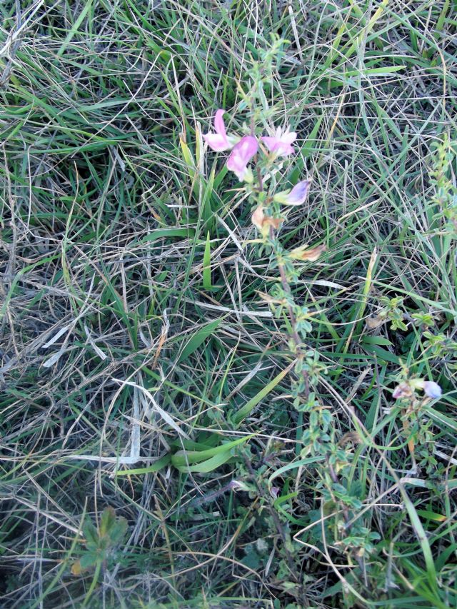 Ononis spinosa (Fabaceae)