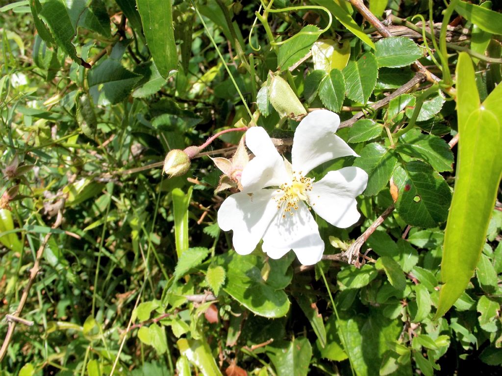 Rosa arvensis?... Rosa sp.