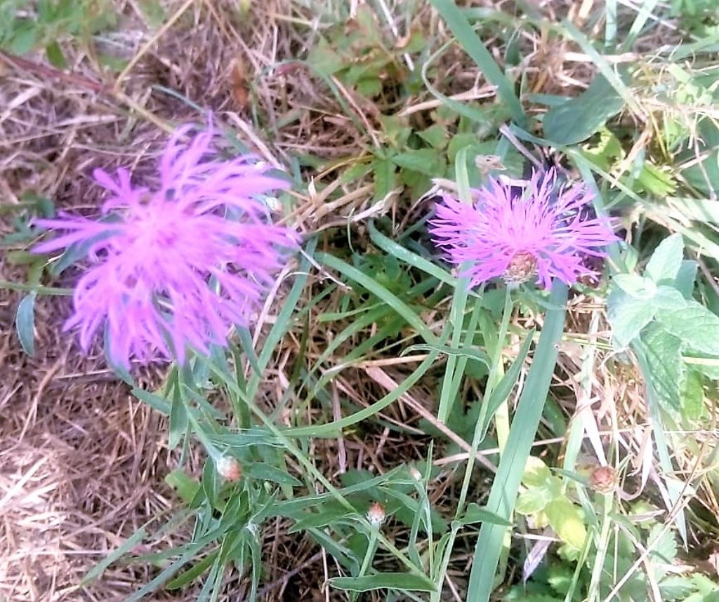 centaurea