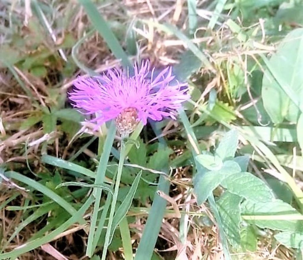 centaurea