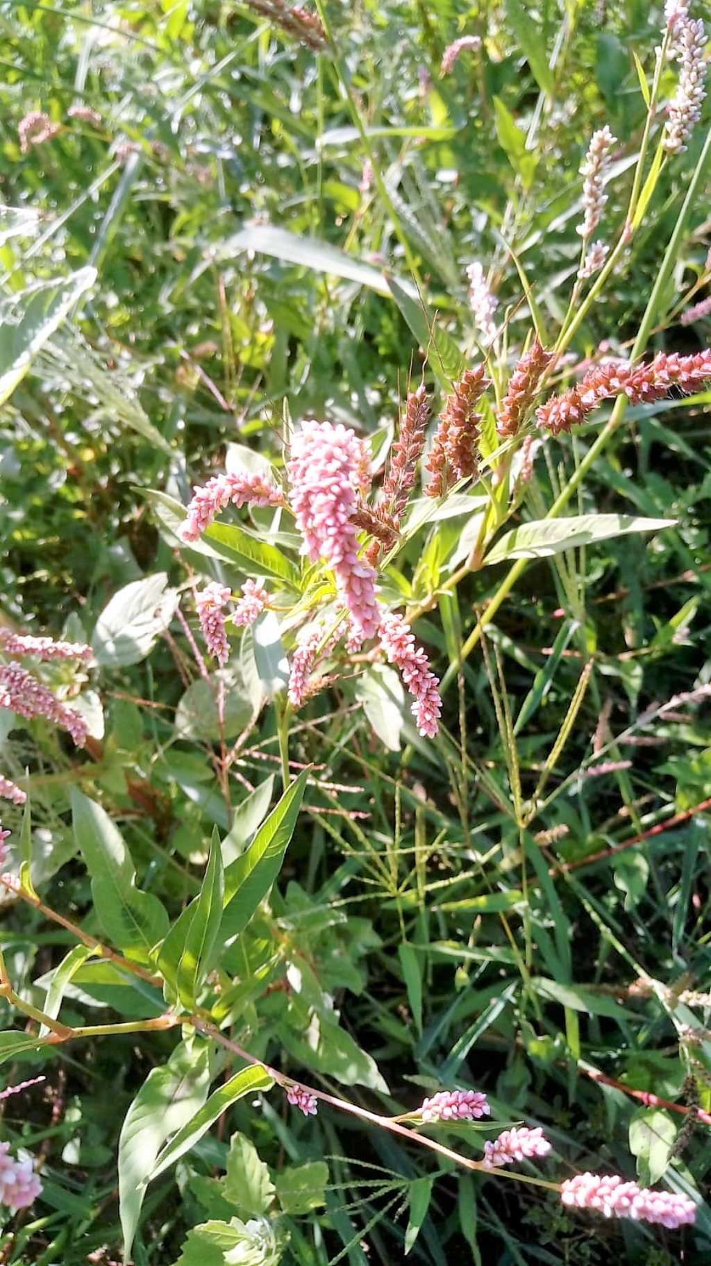 Persicaria sp.  (Polygonaceae)