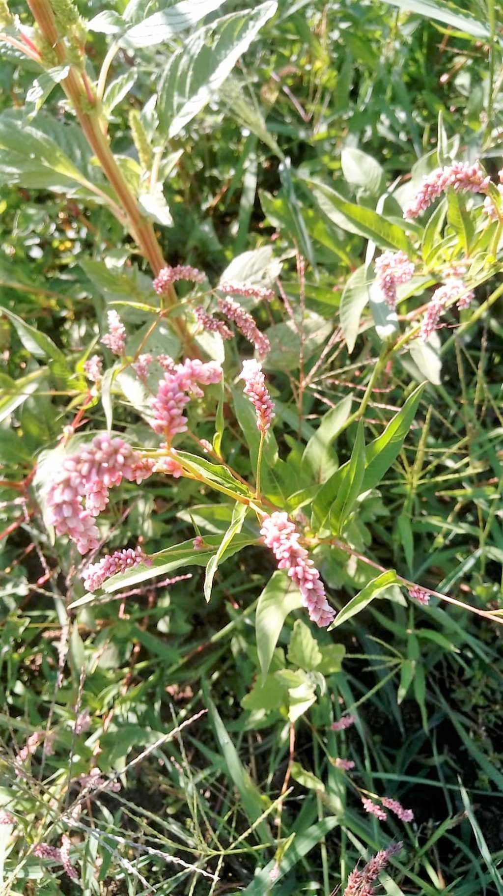 Persicaria sp.  (Polygonaceae)