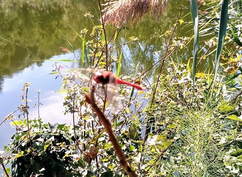 libellula per indovini: Sympetrum fonscolombii