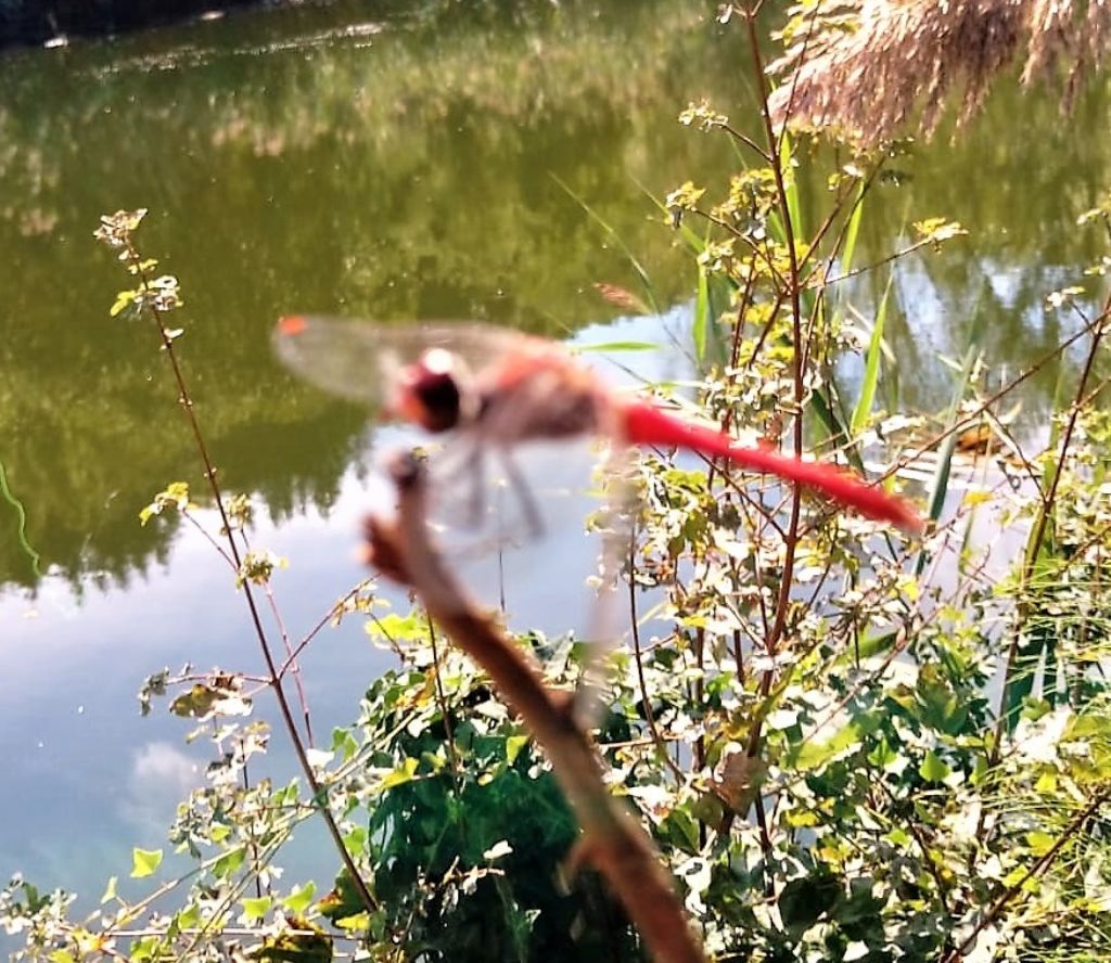 libellula per indovini: Sympetrum fonscolombii