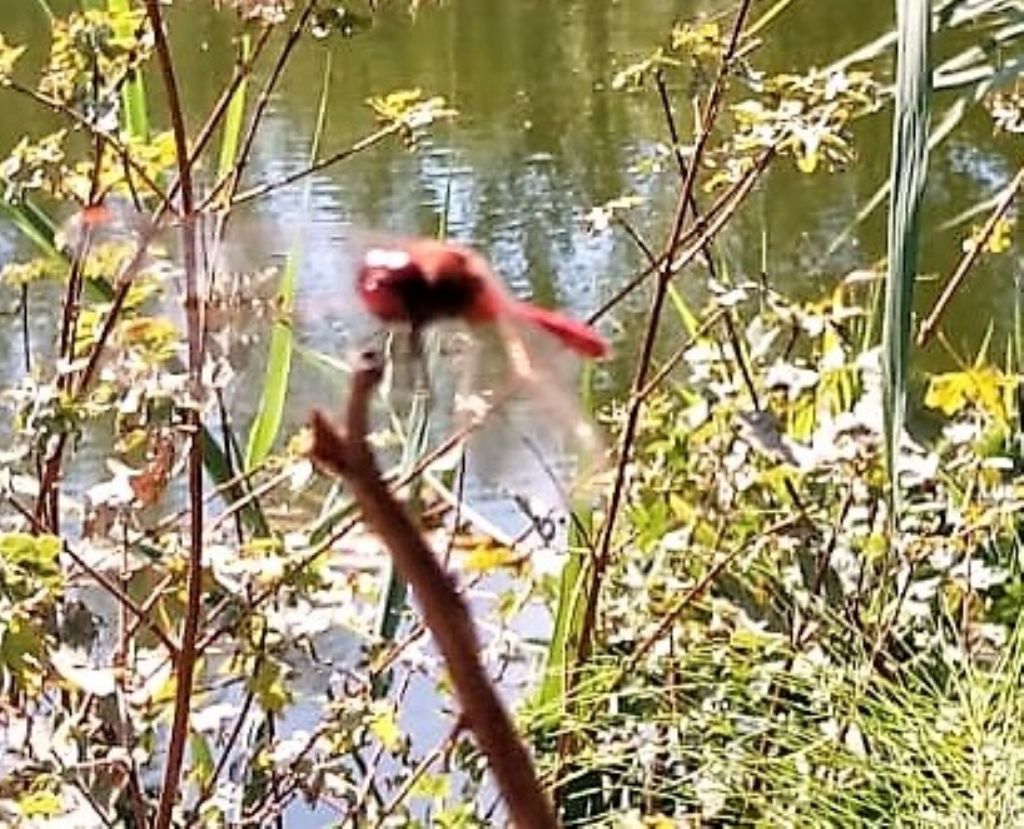 libellula per indovini: Sympetrum fonscolombii