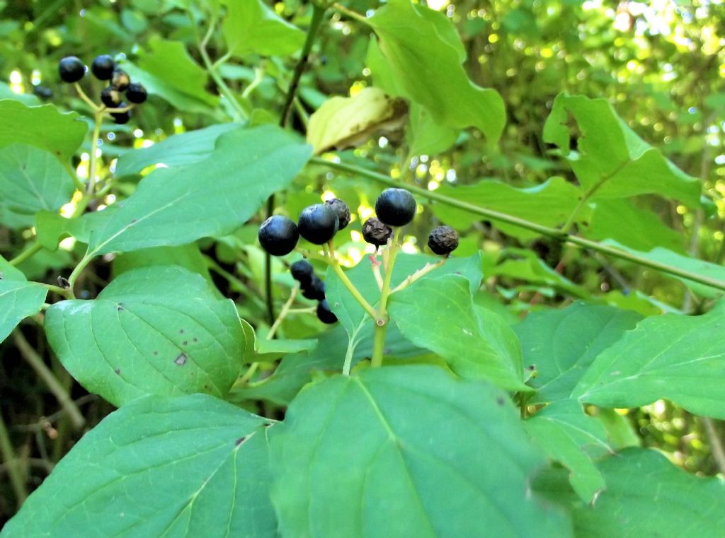 Cornus sanguinea?  S !