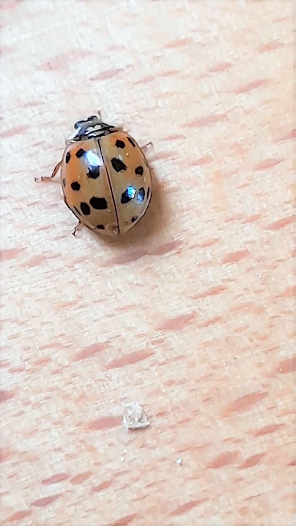 Coccinellidae: Harmonia axyridis