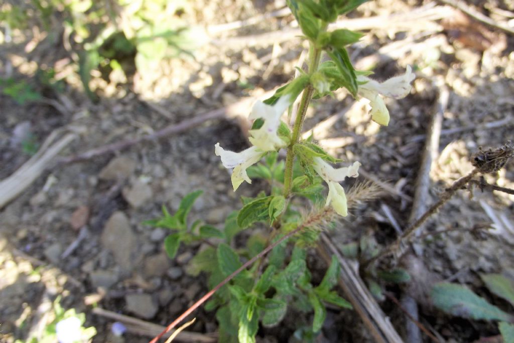 Stachys annua (Lamiaceae)