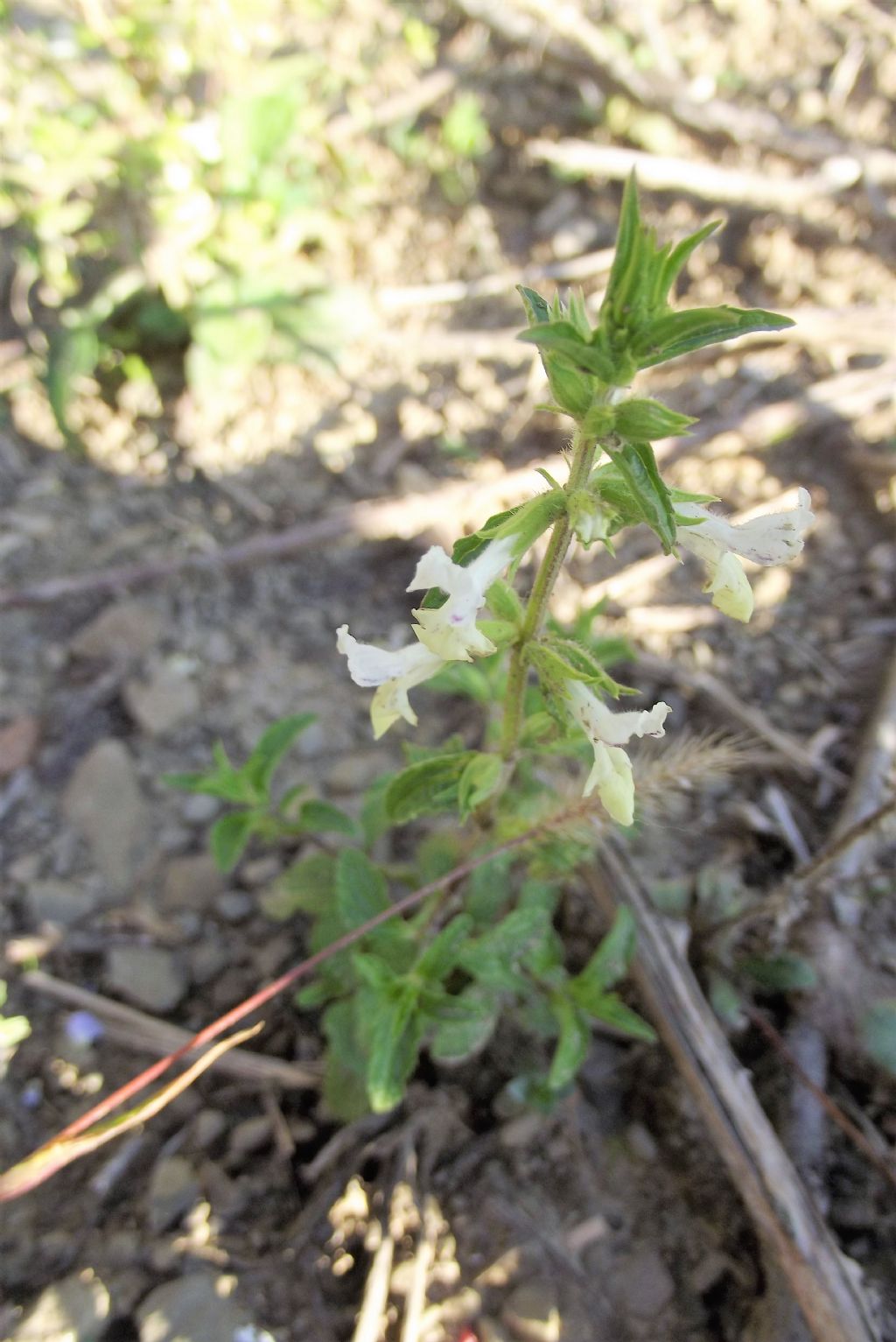 Stachys annua (Lamiaceae)