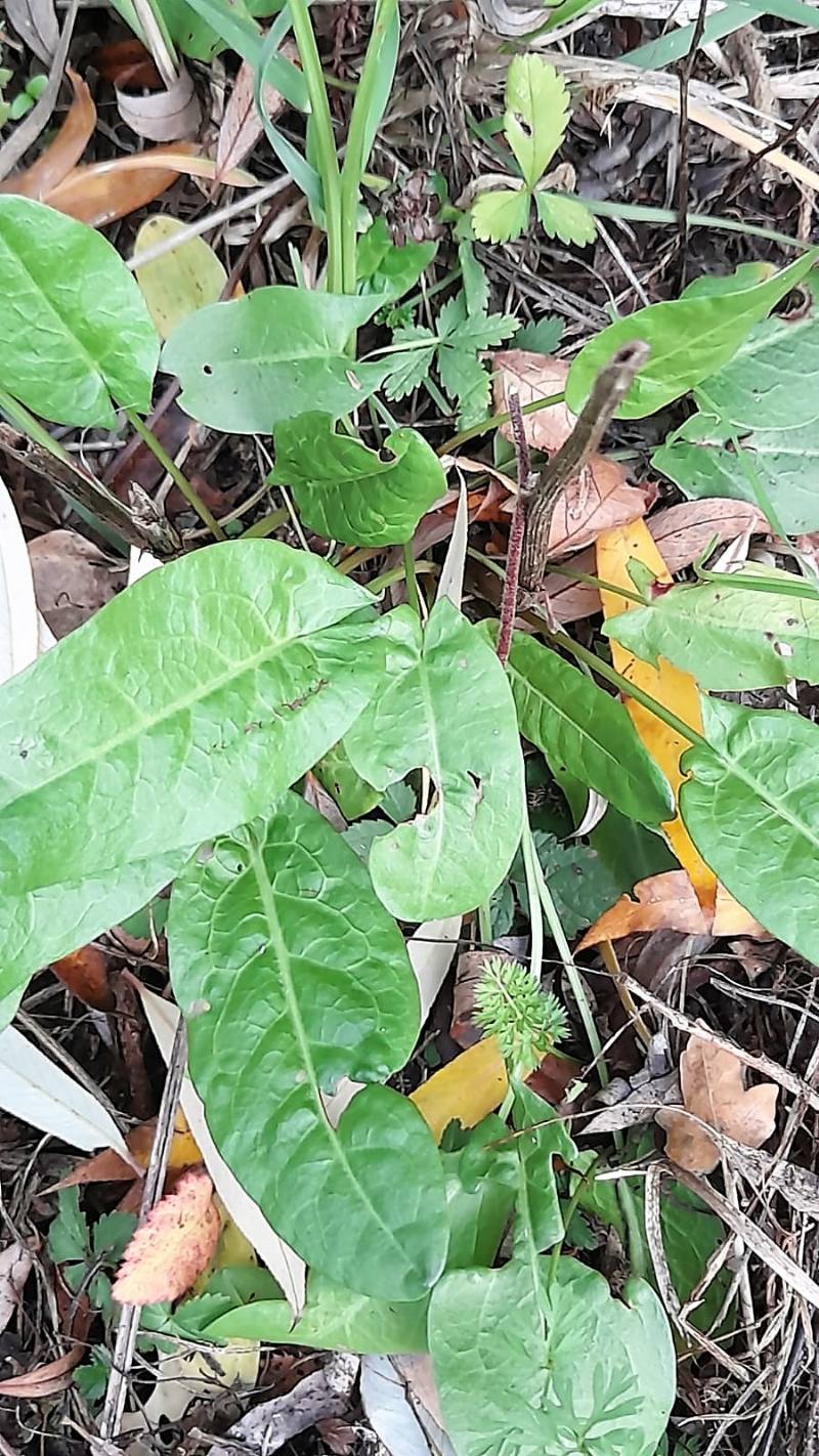 Rumex? Rumex acetosa da confermare