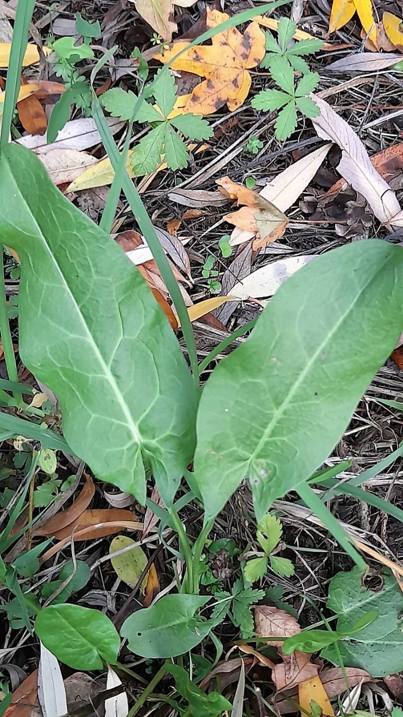 Rumex? Rumex acetosa da confermare