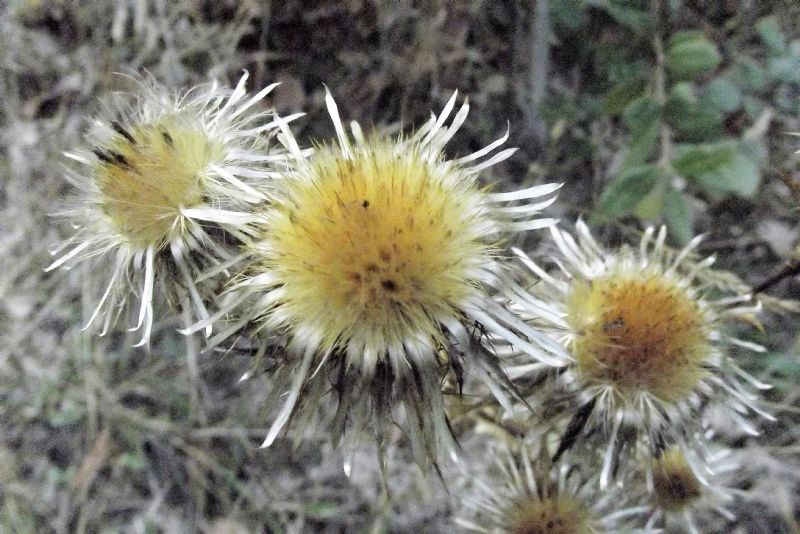 Carlina vulgaris (Asteraceae - ex Compositae)