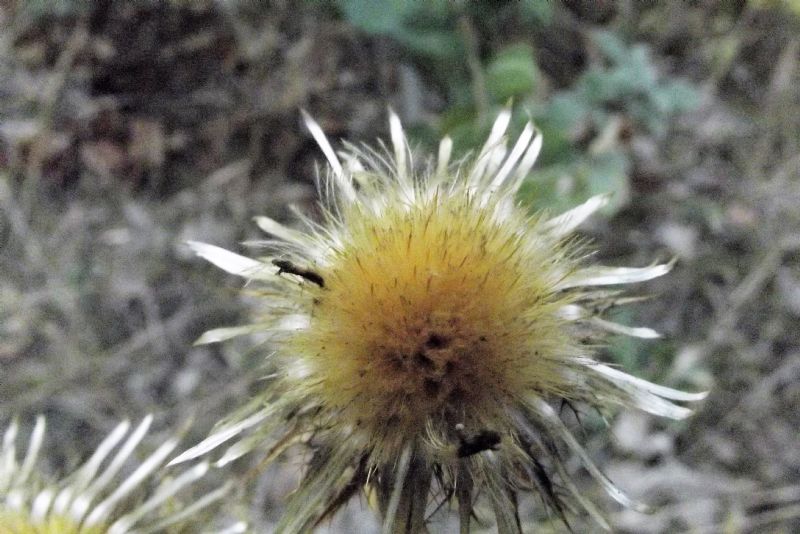 Carlina vulgaris (Asteraceae - ex Compositae)