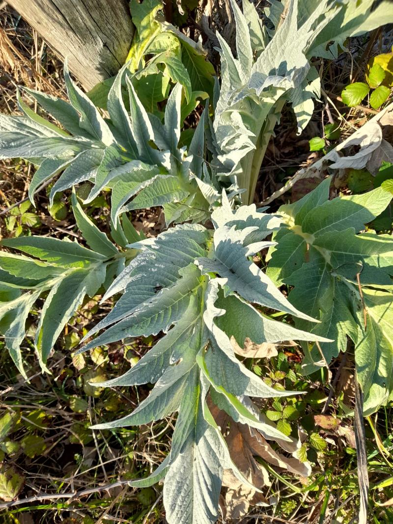 pianta verde:   cfr. Cynara cardunculus