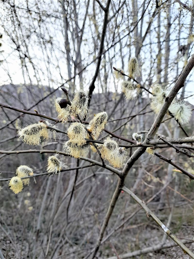 Salix caprea?