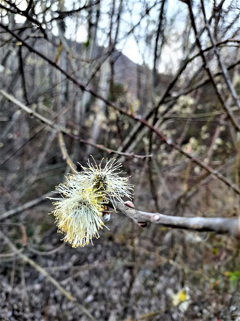 Salix caprea?