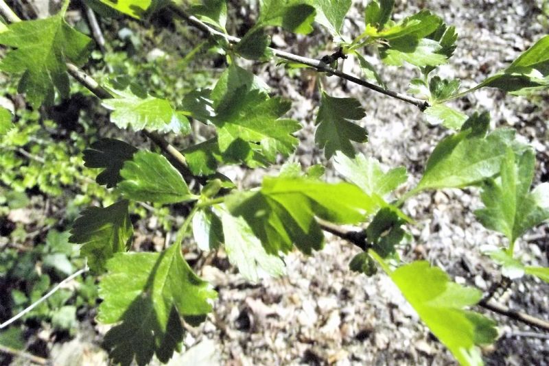 Crataegus monogyna?