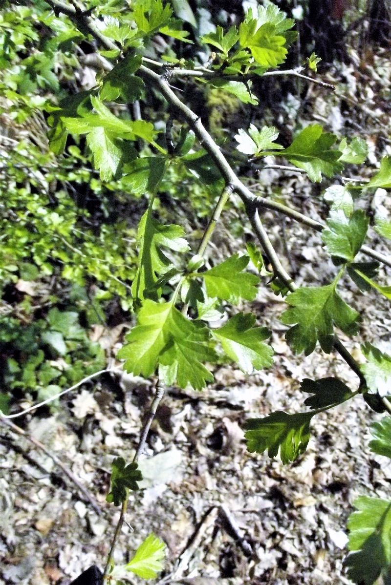 Crataegus monogyna?