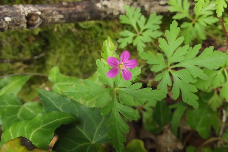 Geranium purpureum o robertianum?  Geranium purpureum