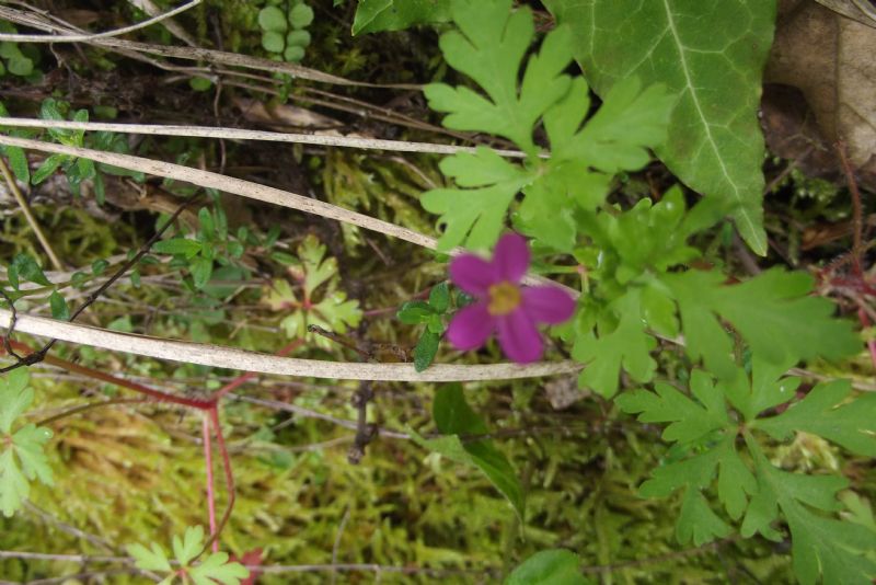 Geranium purpureum o robertianum?  Geranium purpureum