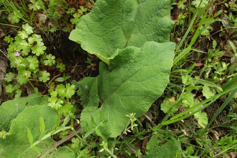 pianta verde con grandi foglie