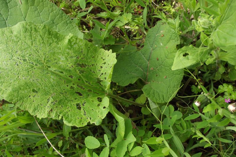 pianta verde con grandi foglie