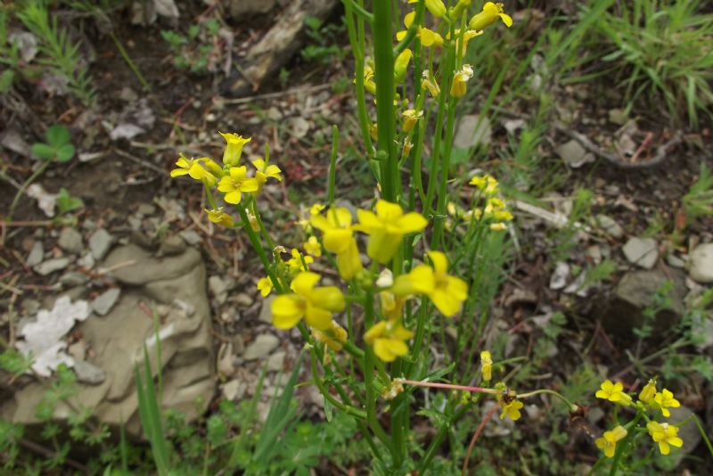 crucifera a piccoli fiori gialli