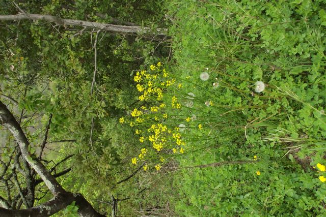 crucifera a piccoli fiori gialli