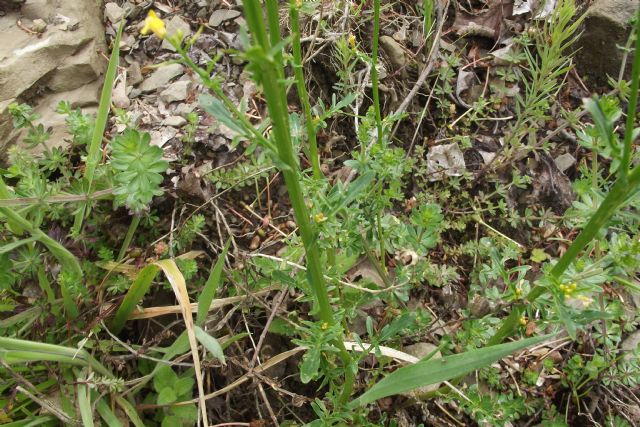 crucifera a piccoli fiori gialli