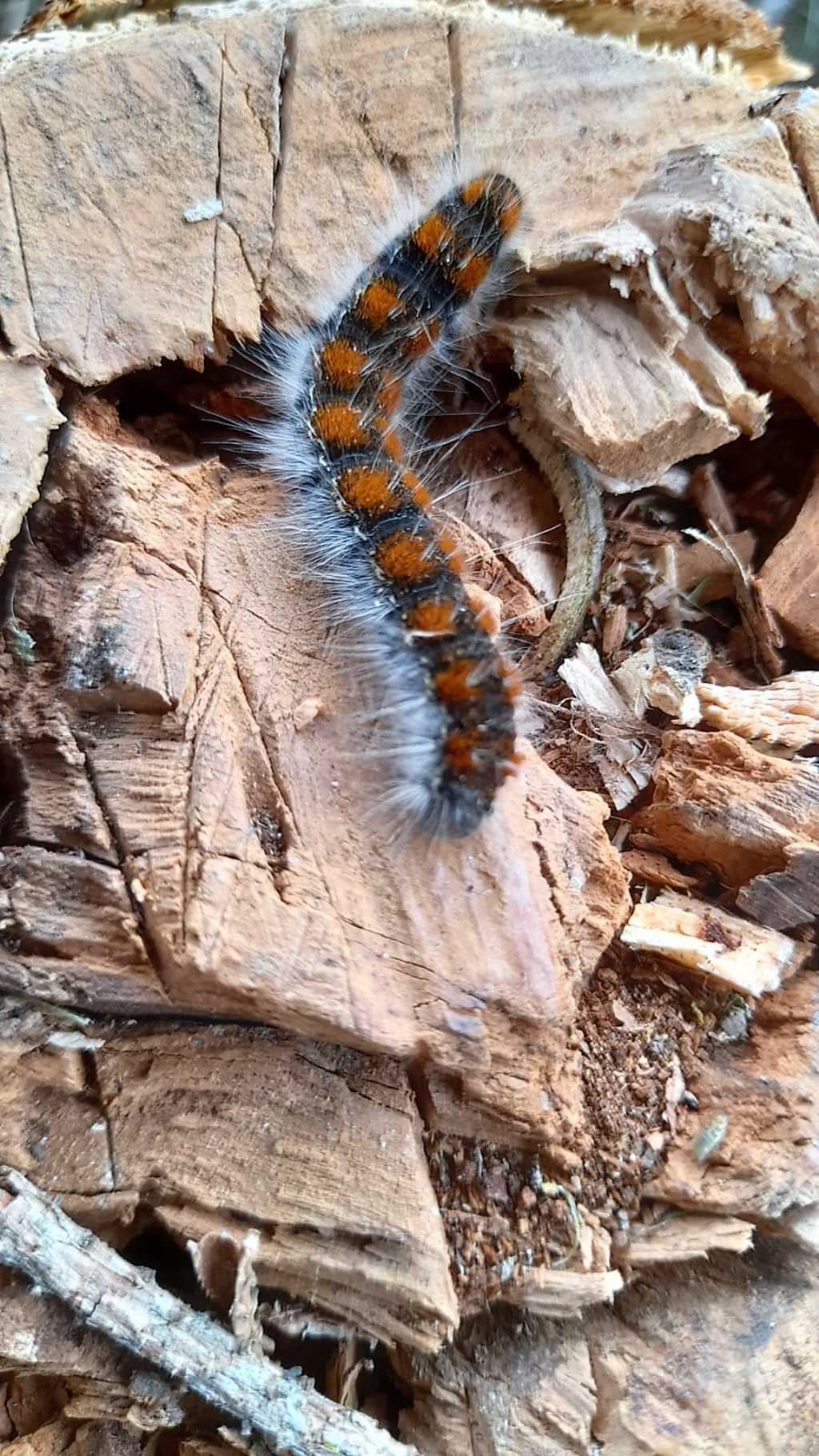 Bruco di... Eriogaster lanestris (Lasiocampidae)