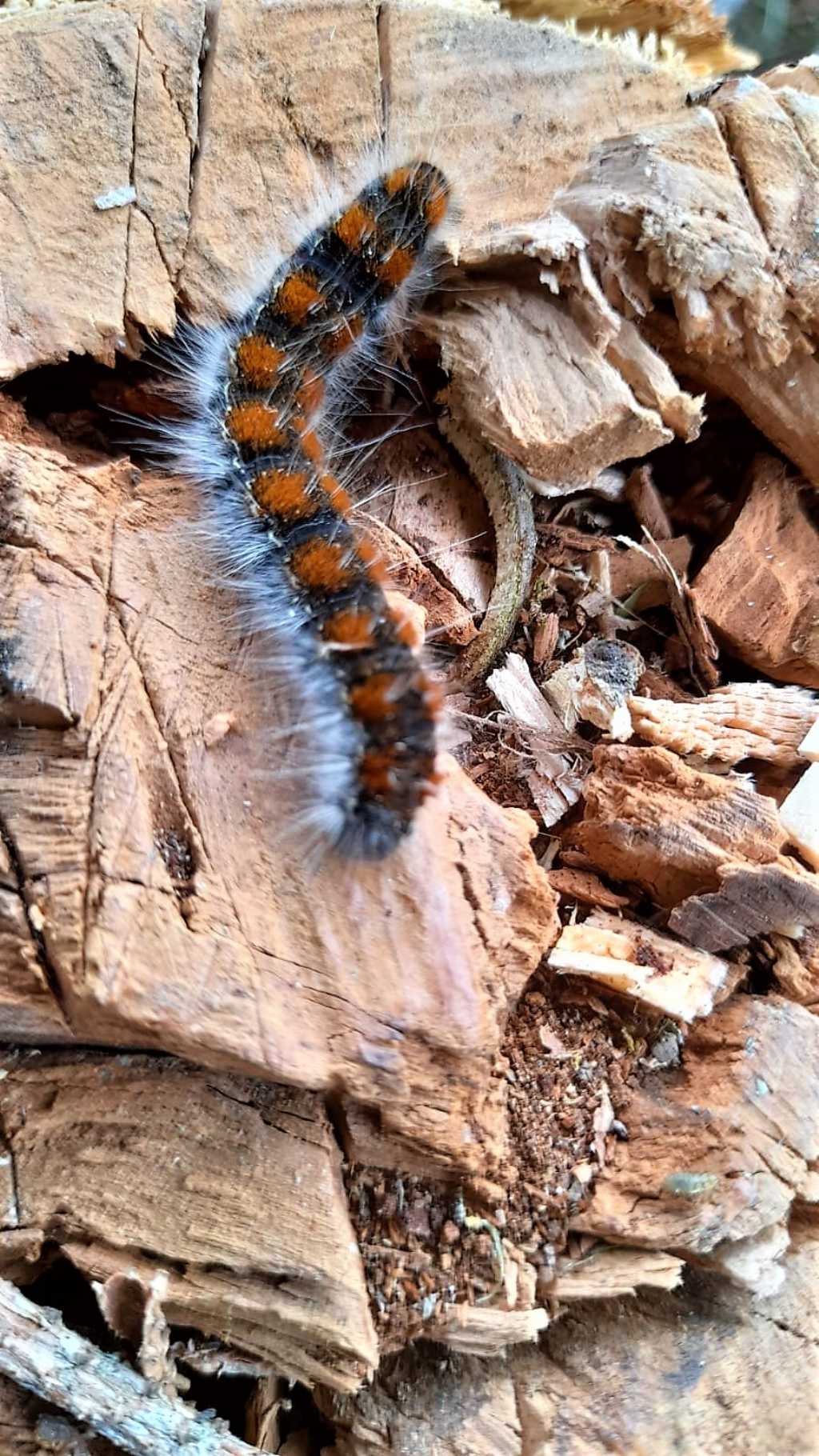 Bruco di... Eriogaster lanestris (Lasiocampidae)