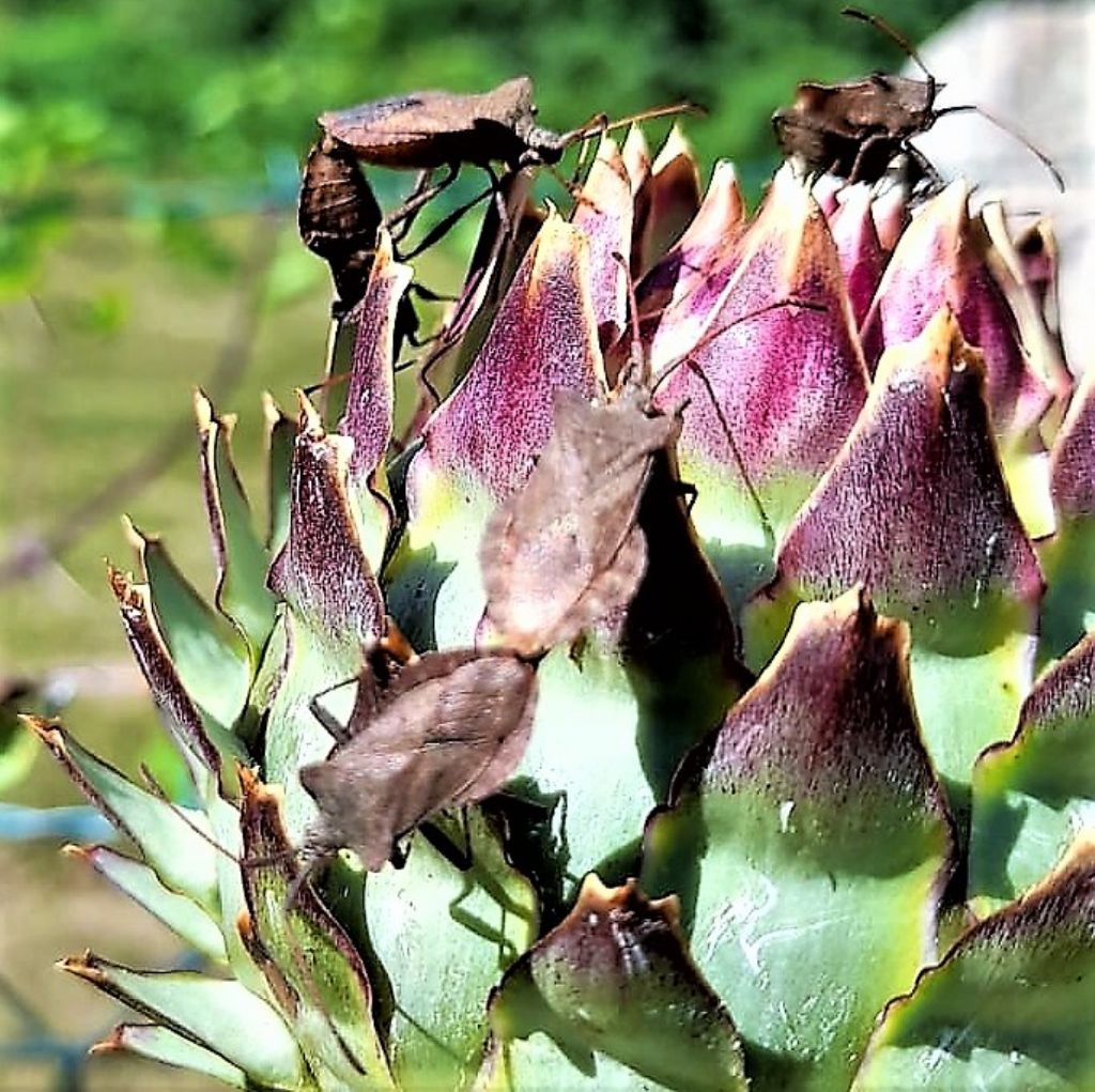 Coridae: Coreus marginatus