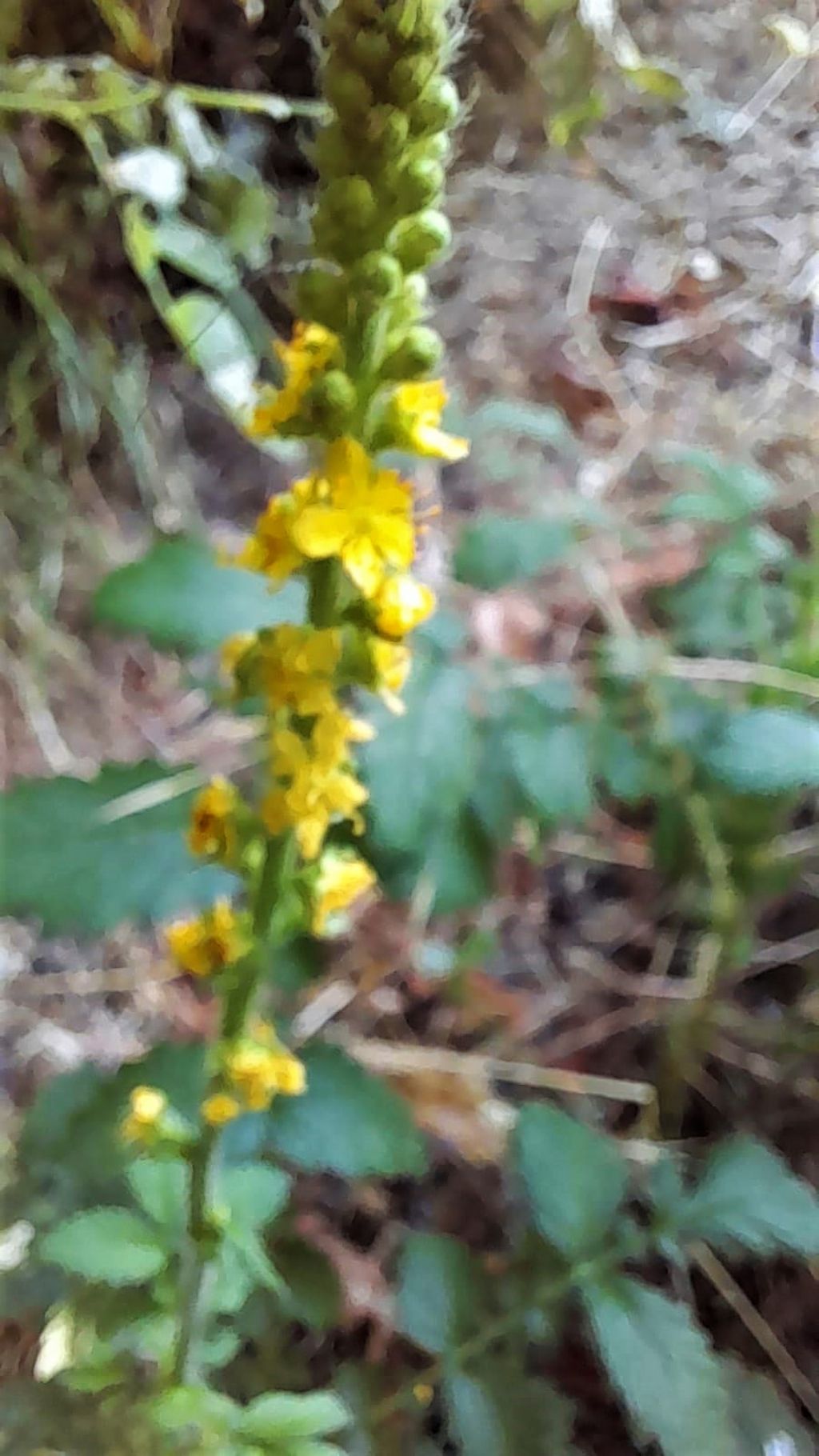 Piccolo fiore giallo:  Agrimonia eupatoria (Rosaceae)