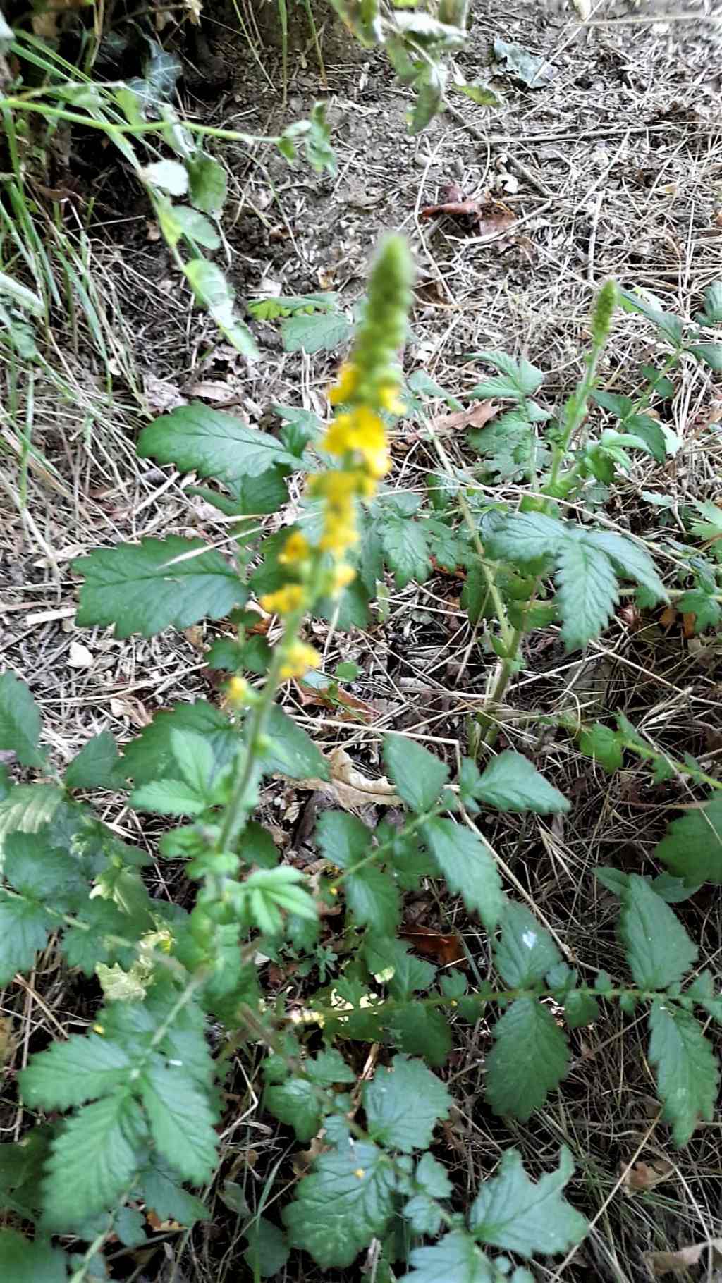 Piccolo fiore giallo:  Agrimonia eupatoria (Rosaceae)