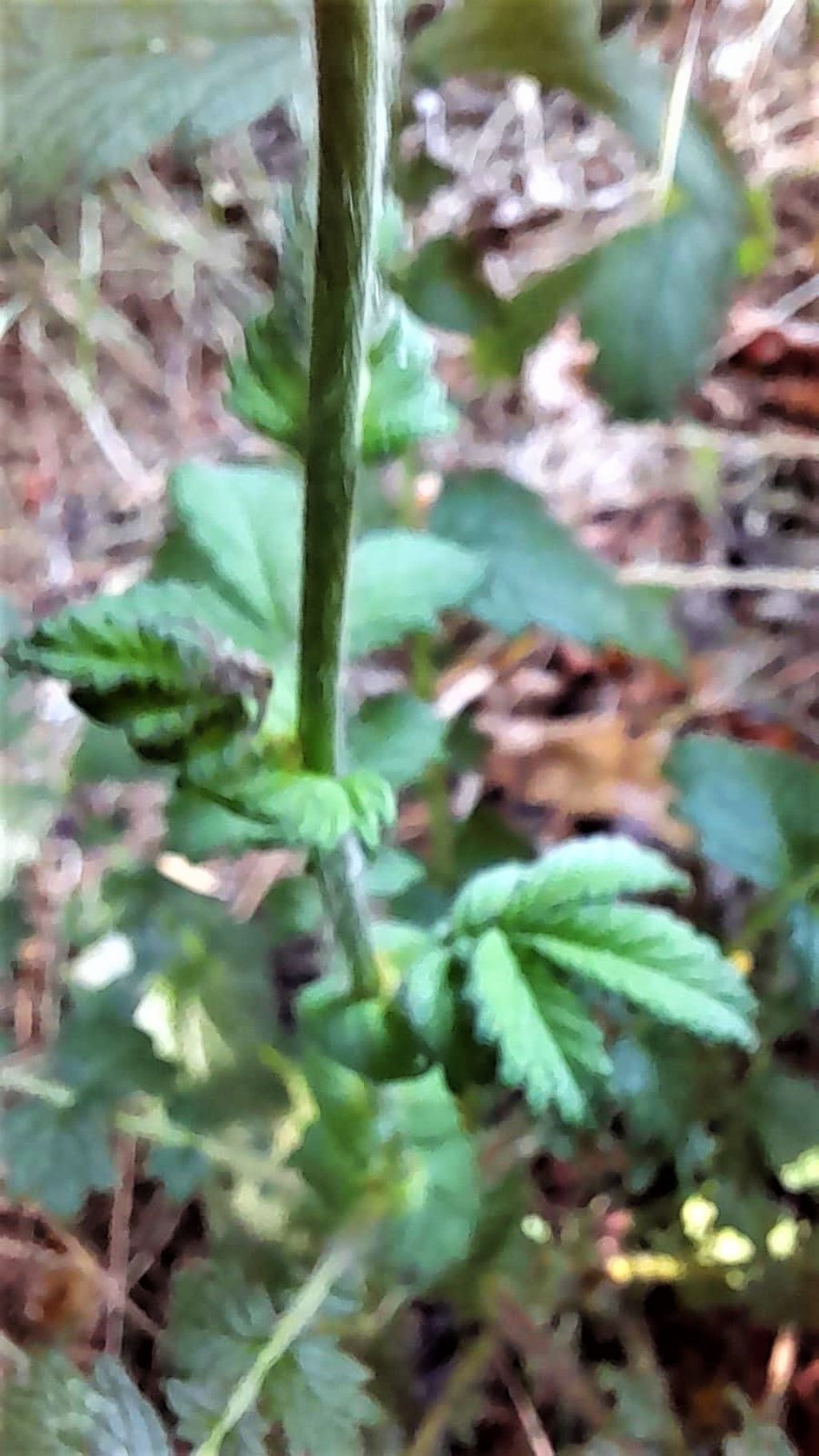 Piccolo fiore giallo:  Agrimonia eupatoria (Rosaceae)