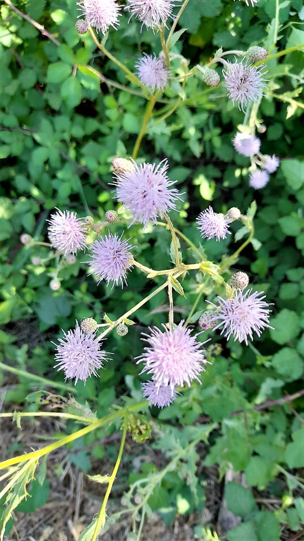 Cirsium arvense