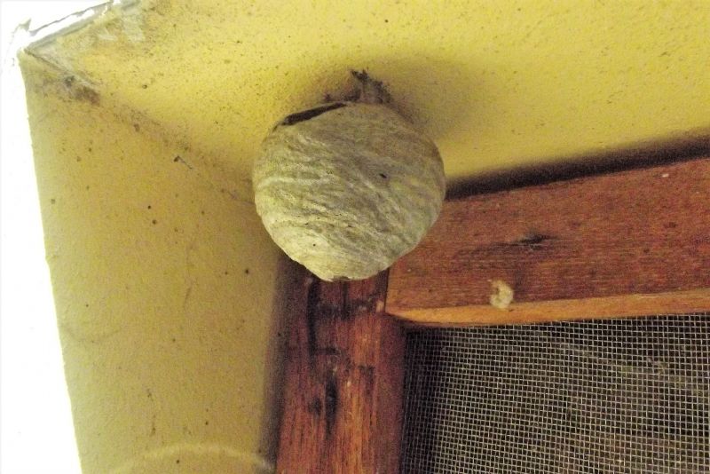 Vespidae: nido di Vespa crabro? Probabile di Dolichovespula media