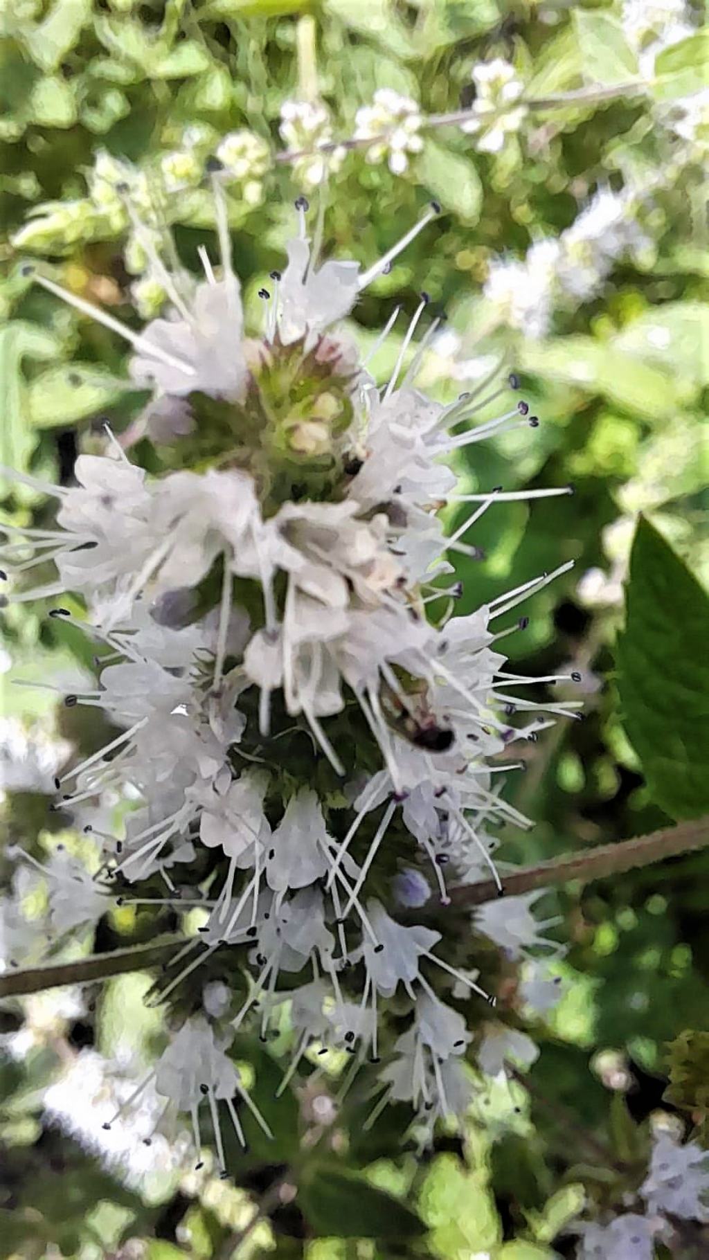 Menta suaveolens o spicata? Menta spicata