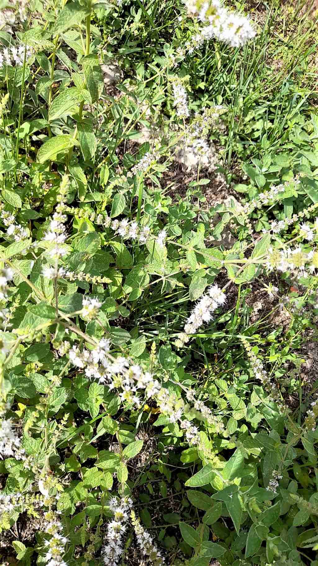 Menta suaveolens o spicata? Menta spicata