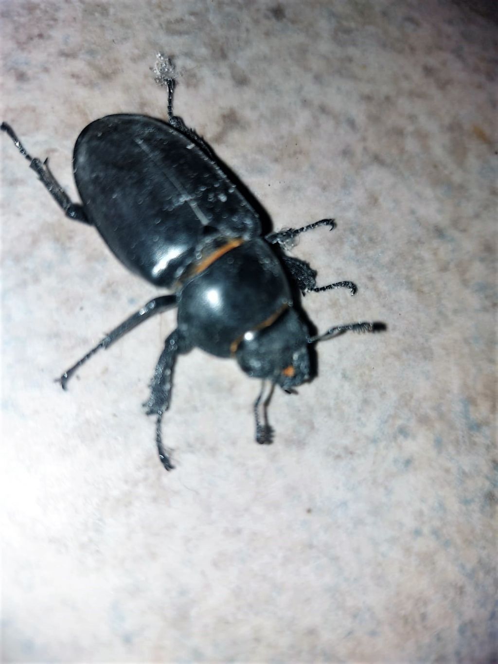 Lucanidae: femmina di Lucanus cervus