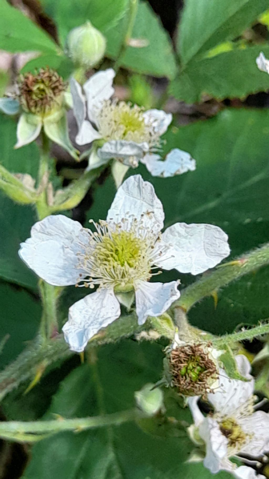 rubus