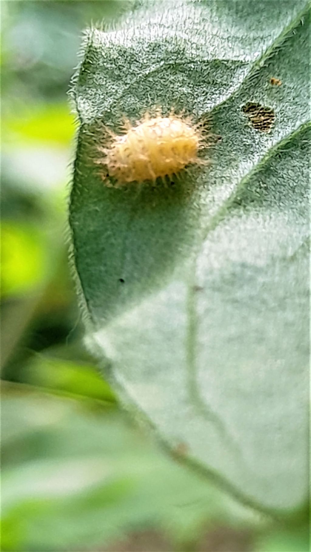 larva da identificare