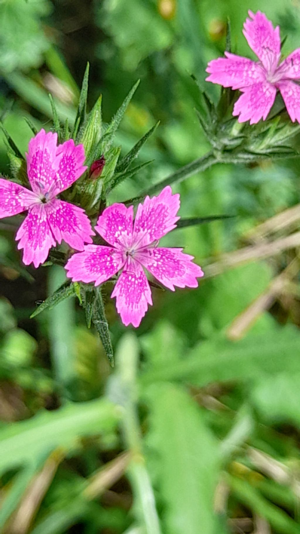 Dianthus armeria?  S