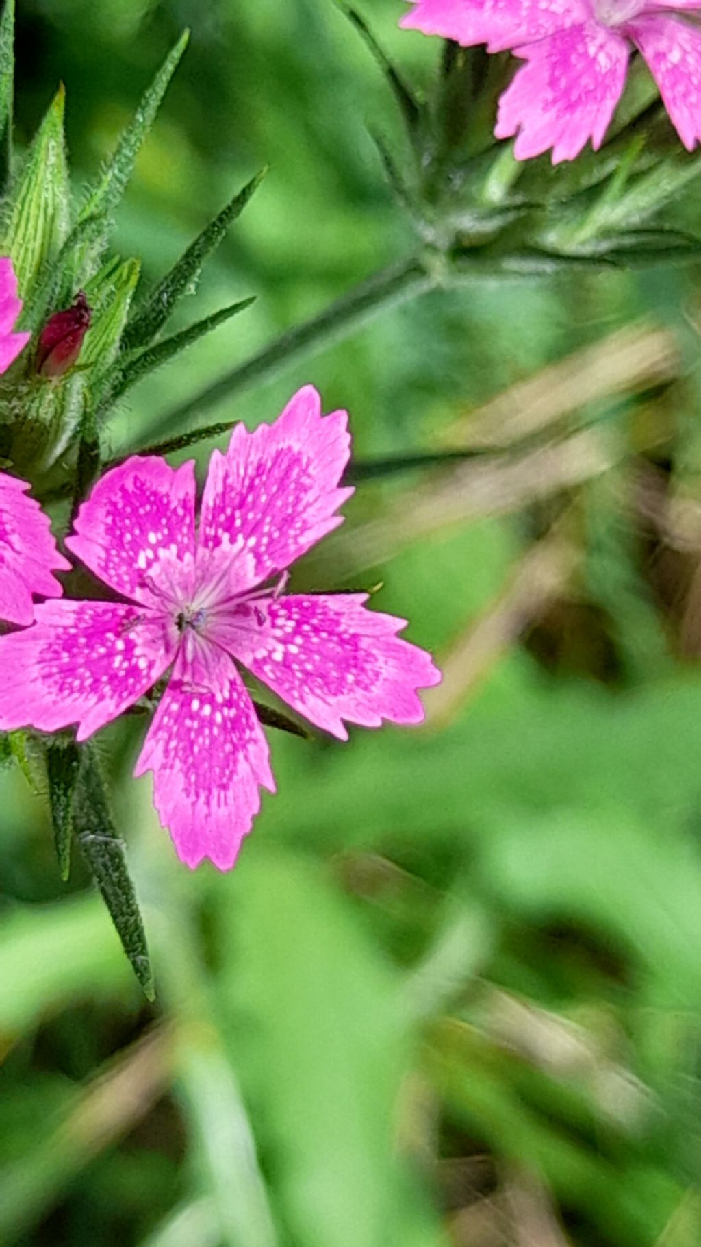 Dianthus armeria?  S