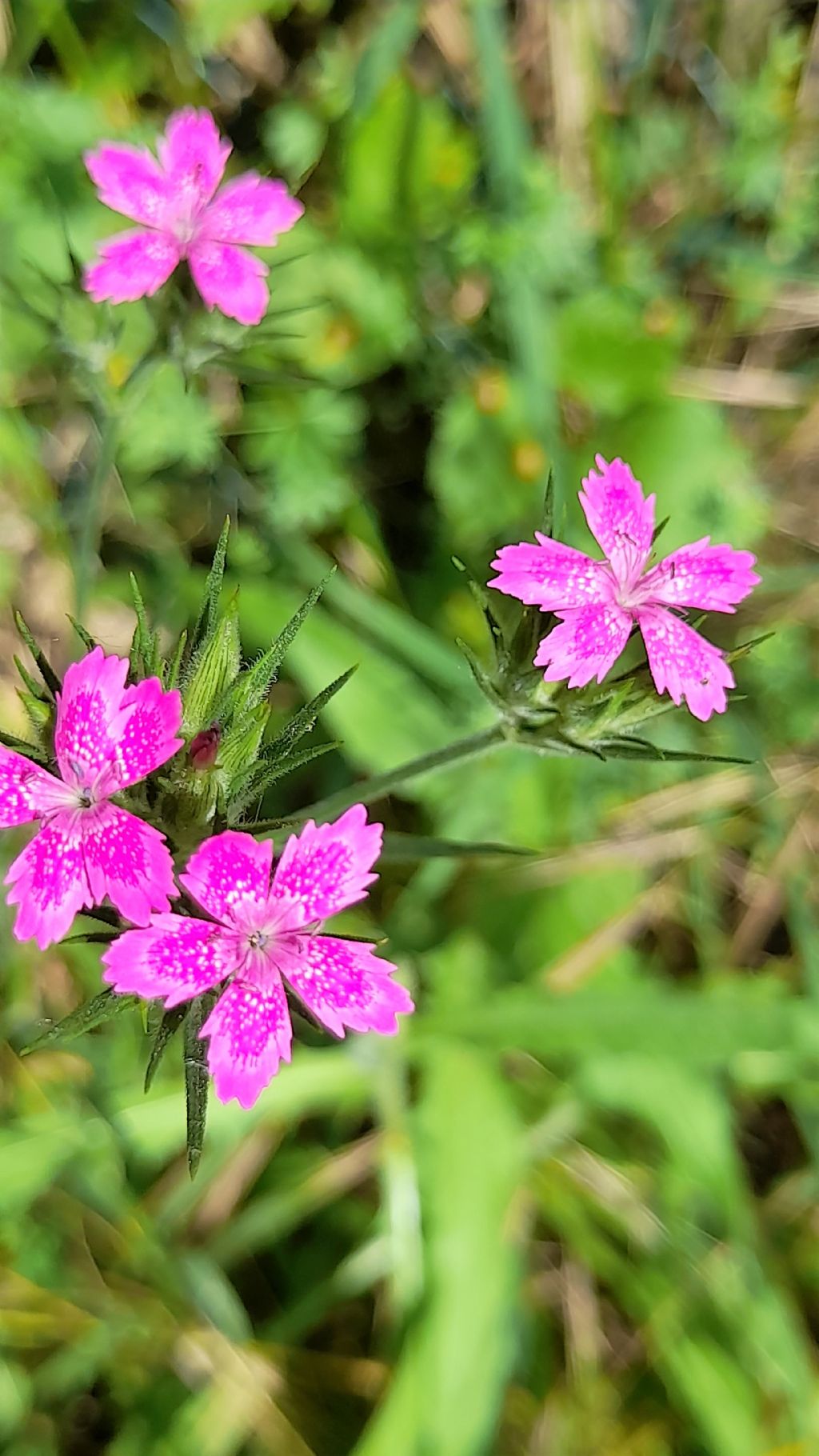 Dianthus armeria?  S