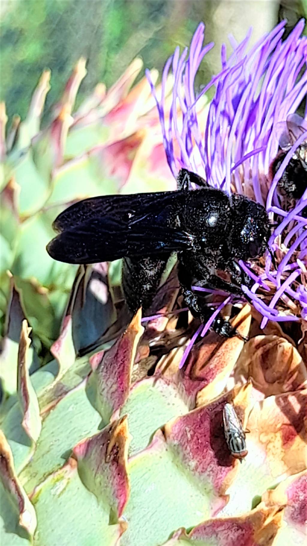 Megascolia? No, Xilocopa sp., Apidae