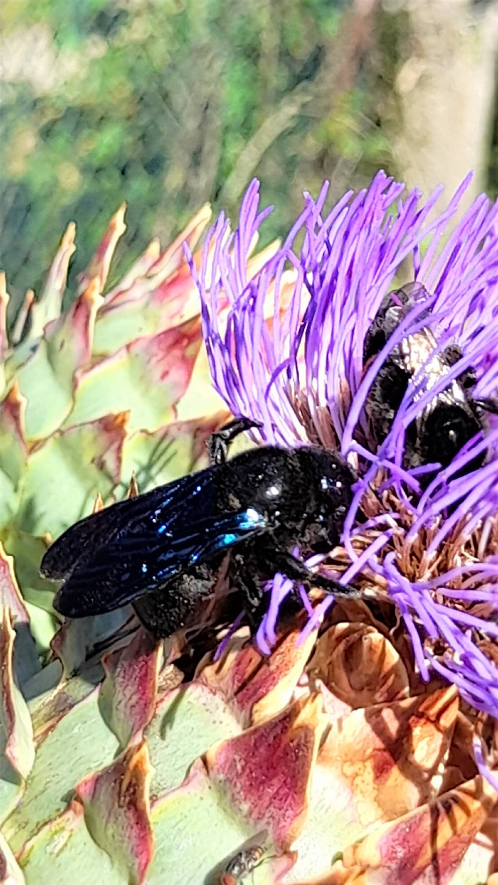 Megascolia? No, Xilocopa sp., Apidae