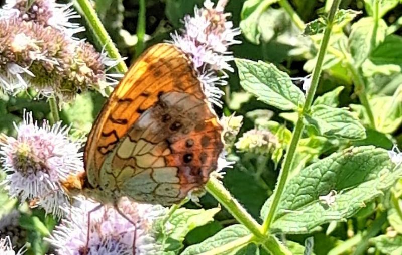 Brenthis daphne (Nymphalidae)