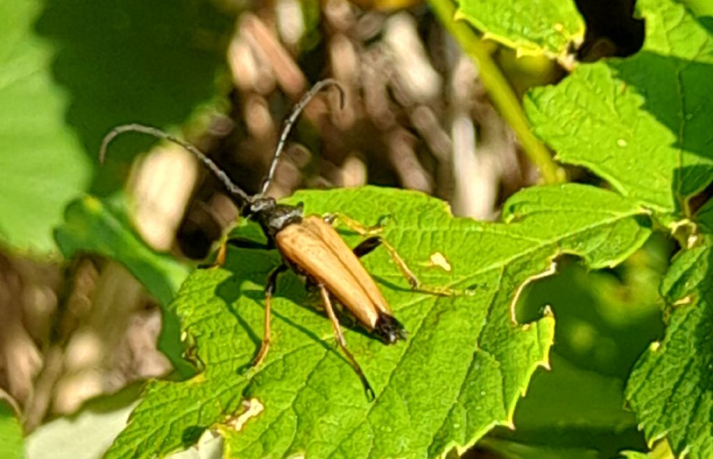 Cerambycidae: Pseudovadonia livida ? No, Stictoleptura rubra, maschio