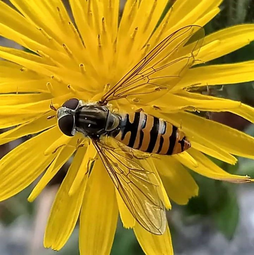 Syrphidae: Episyrphus balteatus, femmina